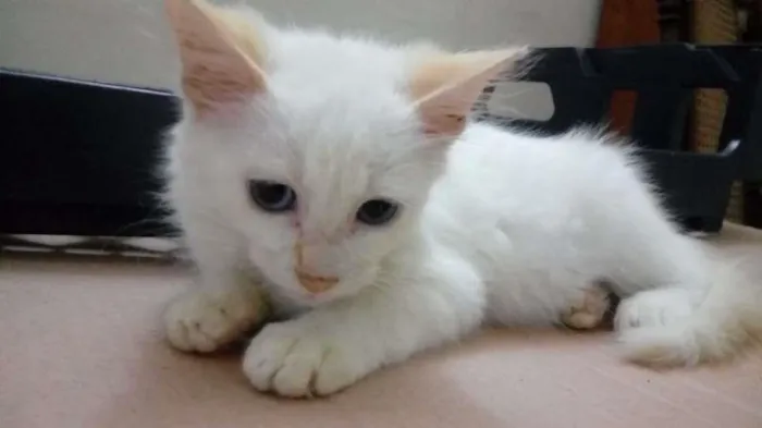 Gato ra a  idade 2 a 6 meses nome Branquinho