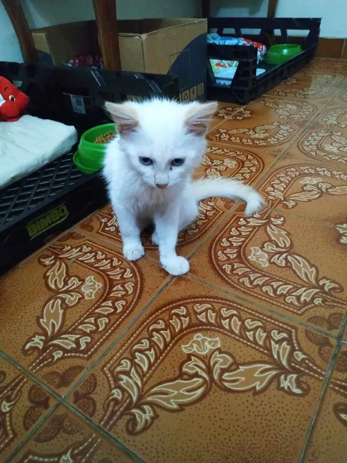 Gato ra a  idade 2 a 6 meses nome Branquinho