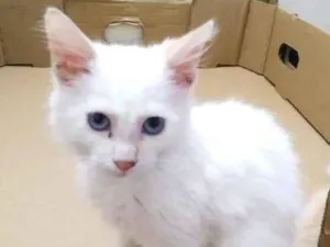 Gato raça  idade 2 a 6 meses nome Branquinho