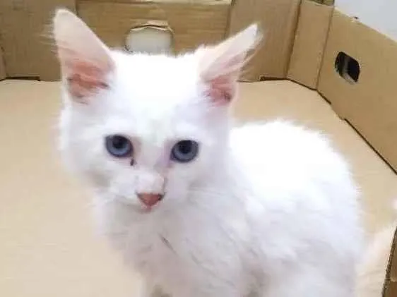 Gato ra a  idade 2 a 6 meses nome Branquinho