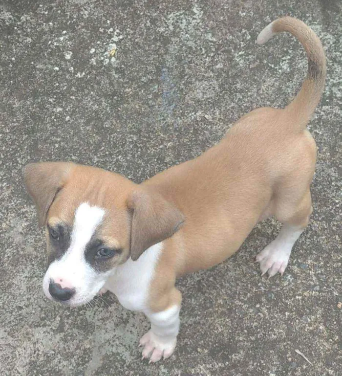 Cachorro ra a SRD idade 2 a 6 meses nome Bolinha 