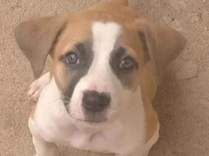 Cachorro raça SRD idade 2 a 6 meses nome Bolinha 