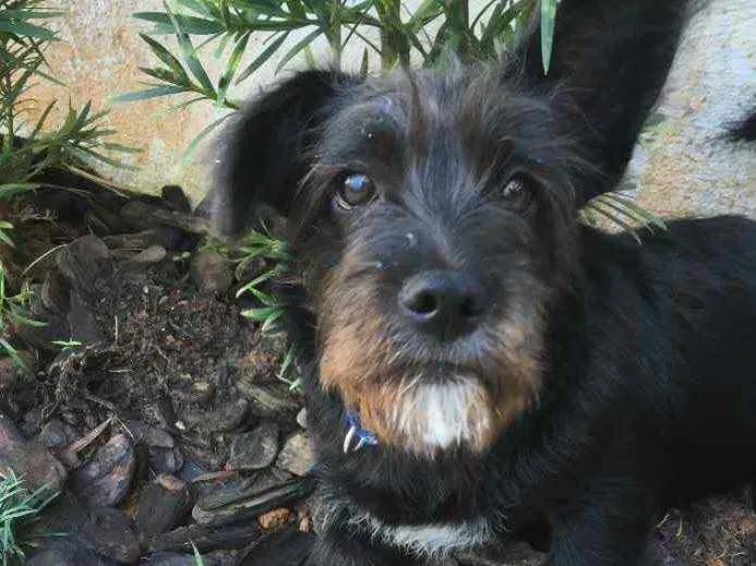 Cachorro raça Indefinida idade 2 a 6 meses nome Ozzy