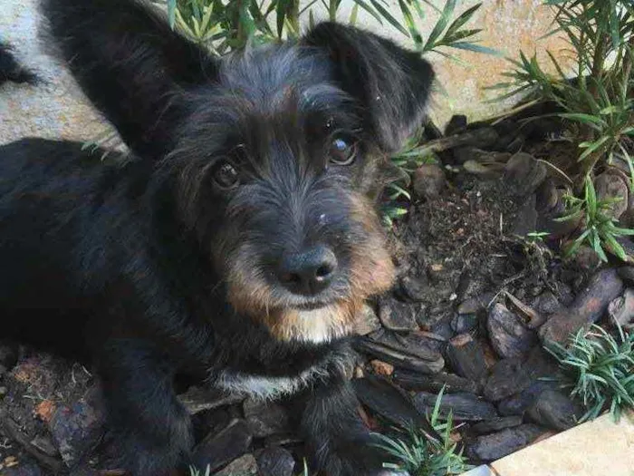 Cachorro raça Indefinida idade 2 a 6 meses nome Ozzy