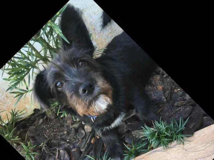 Cachorro raça Indefinida idade 2 a 6 meses nome Ozzy