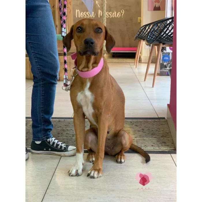Cachorro raça Vira Lata idade  nome Maggie