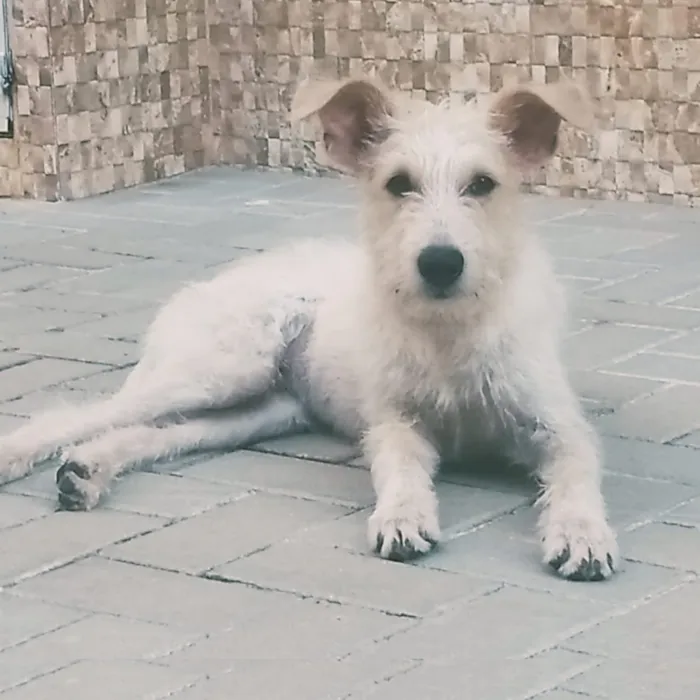 Cachorro ra a SRF Estopinha idade 7 a 11 meses nome Denis
