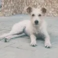 Denis