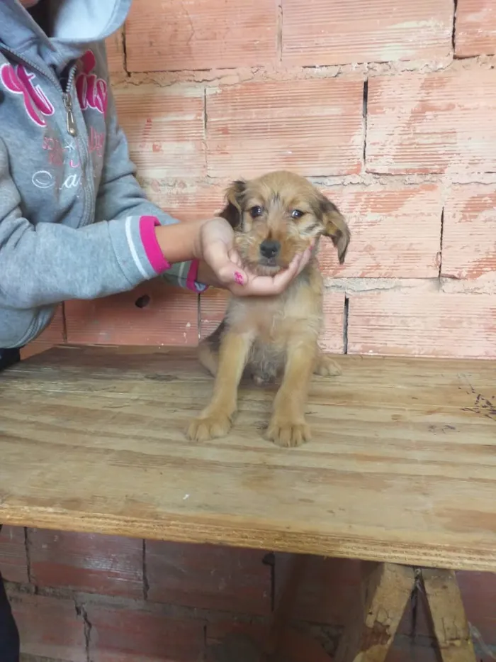 Cachorro ra a Sem raça  idade 2 a 6 meses nome Não tem 