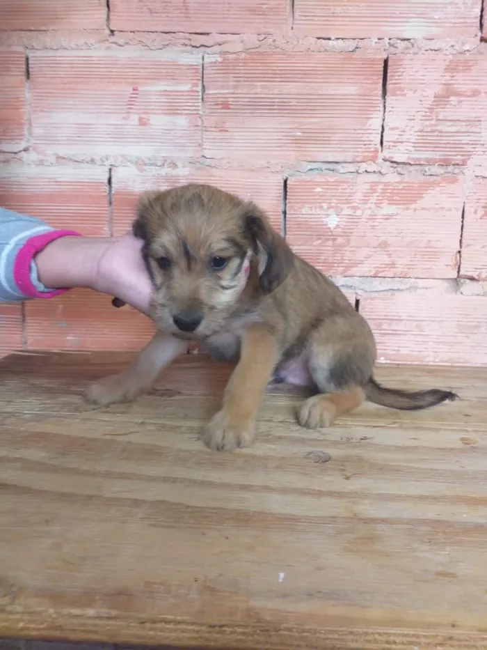 Cachorro ra a Sem raça  idade 2 a 6 meses nome Não tem 