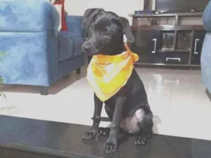 Cachorro raça SRD idade 2 a 6 meses nome Lua 