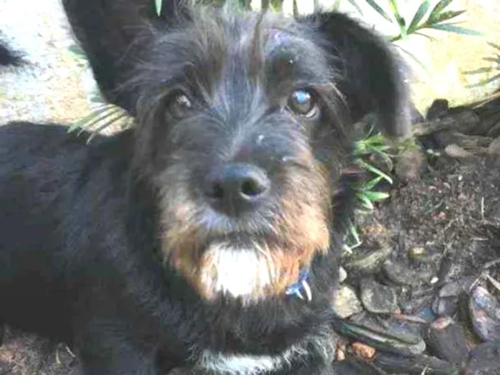 Cachorro raça Indefinida idade 2 a 6 meses nome Ozzy