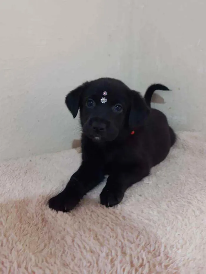 Cachorro raça SRD  idade Abaixo de 2 meses nome Lucy 