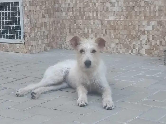 Cachorro ra a SRF Estopinha idade 7 a 11 meses nome Denis