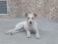 Denis