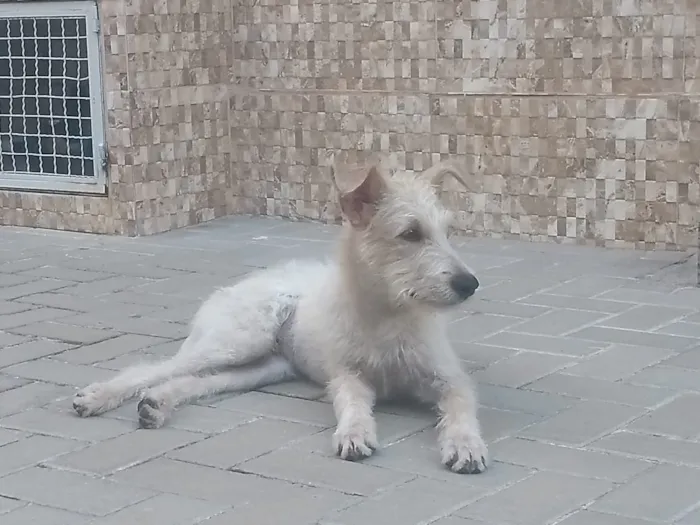 Cachorro ra a SRF Estopinha idade 7 a 11 meses nome Denis