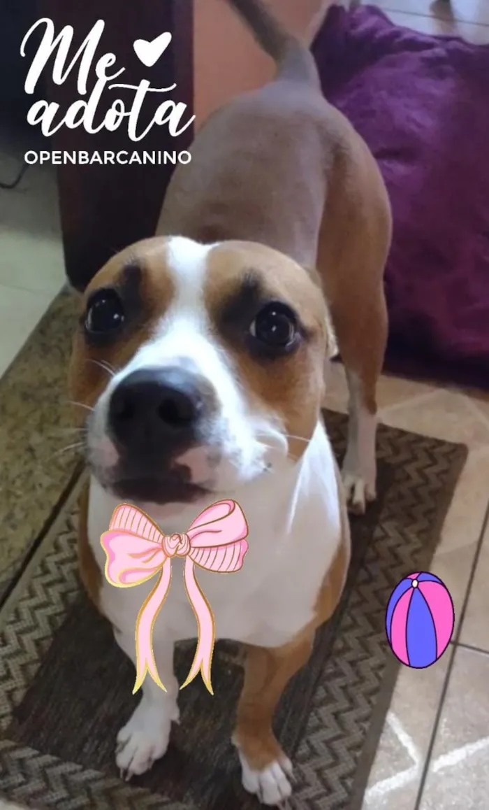 Cachorro ra a Srd idade 1 ano nome Atena