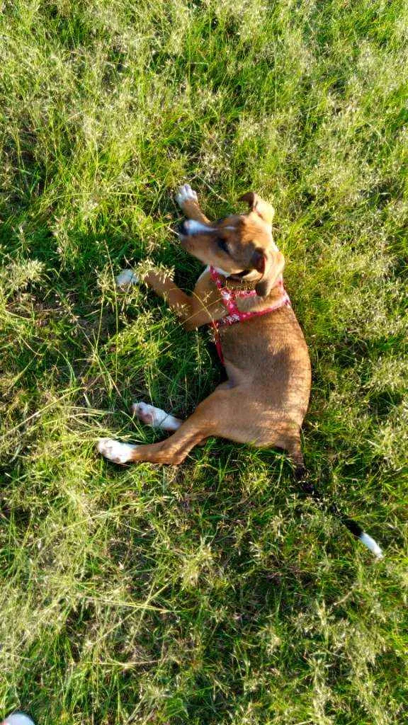 Cachorro ra a Não definida "labrador" idade 2 a 6 meses nome Zoeh 