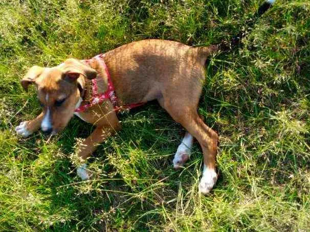 Cachorro ra a Não definida "labrador" idade 2 a 6 meses nome Zoeh 