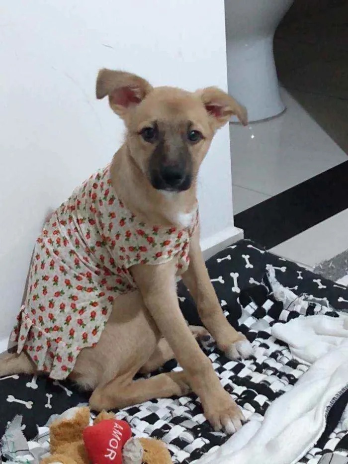 Cachorro ra a Vira lata idade 7 a 11 meses nome Luly