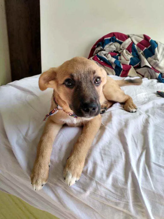 Cachorro ra a Vira lata idade 7 a 11 meses nome Luly