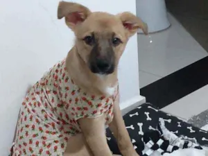 Cachorro raça Vira lata idade 7 a 11 meses nome Luly