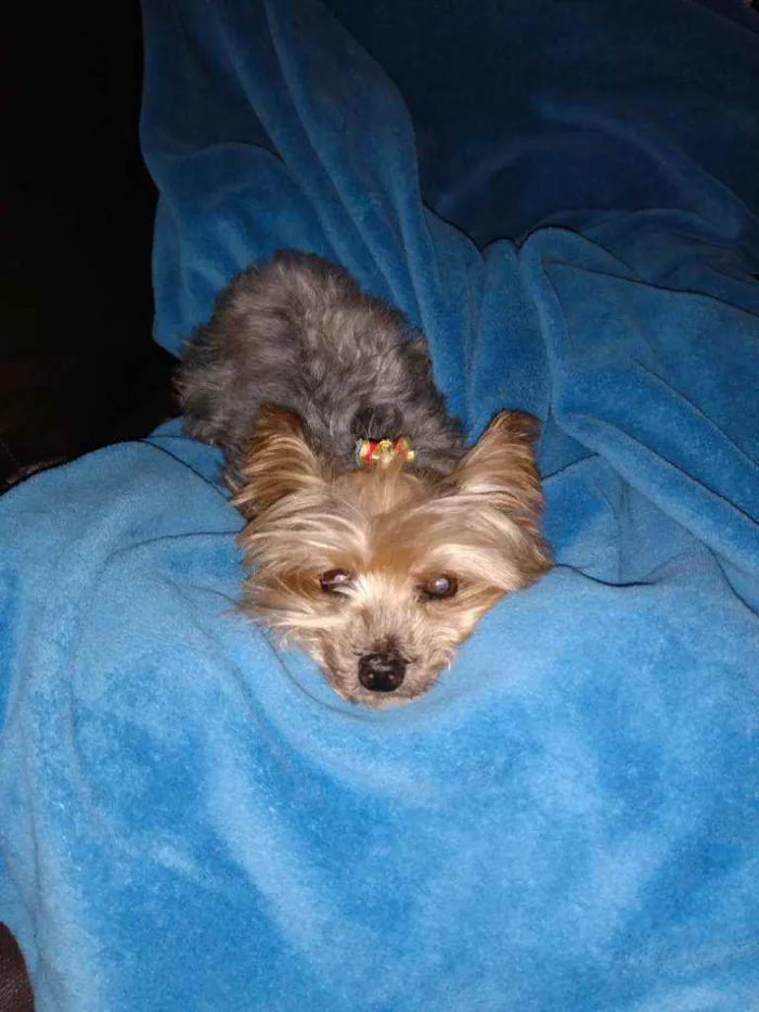 Cachorro ra a Yorkshire idade 6 ou mais anos nome Babi