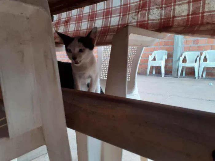 Gato raça Viralata idade 2 a 6 meses nome Não tem