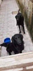Rex e simon
