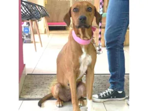 Cachorro raça Vira Lata idade  nome Maggie