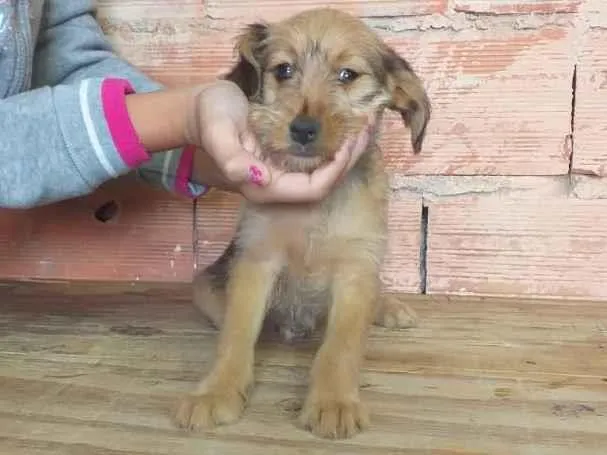 Cachorro ra a Sem raça  idade 2 a 6 meses nome Não tem 