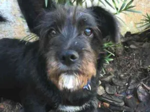 Cachorro raça Indefinida idade 2 a 6 meses nome Ozzy