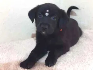 Cachorro raça SRD  idade Abaixo de 2 meses nome Lucy 