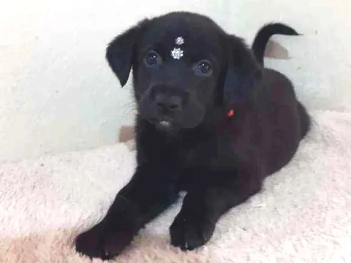 Cachorro raça SRD  idade Abaixo de 2 meses nome Lucy 