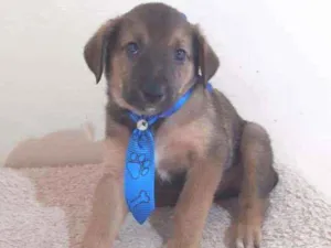 Cachorro raça SRD  idade Abaixo de 2 meses nome Tony 