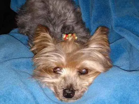 Cachorro ra a Yorkshire idade 6 ou mais anos nome Babi