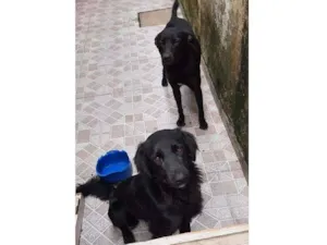 Cachorro raça Não tem idade 1 ano nome Rex e simon