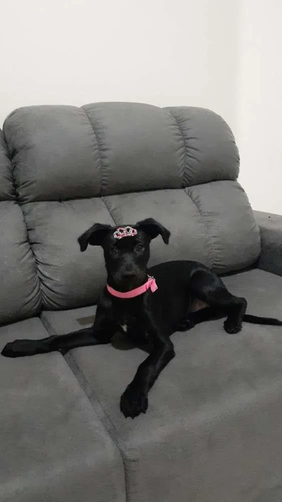 Cachorro raça  idade 2 a 6 meses nome LUNA