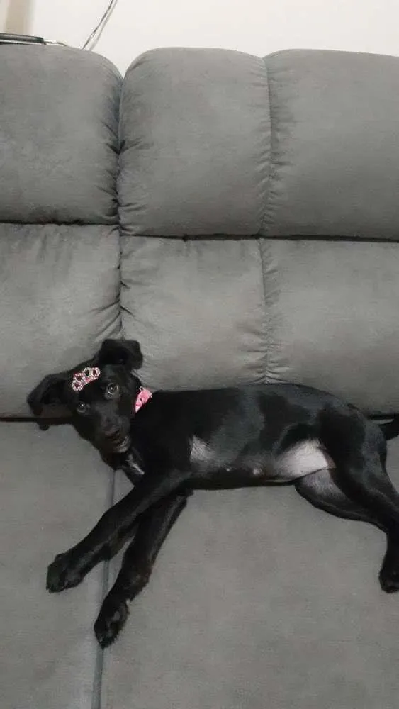 Cachorro raça  idade 2 a 6 meses nome LUNA