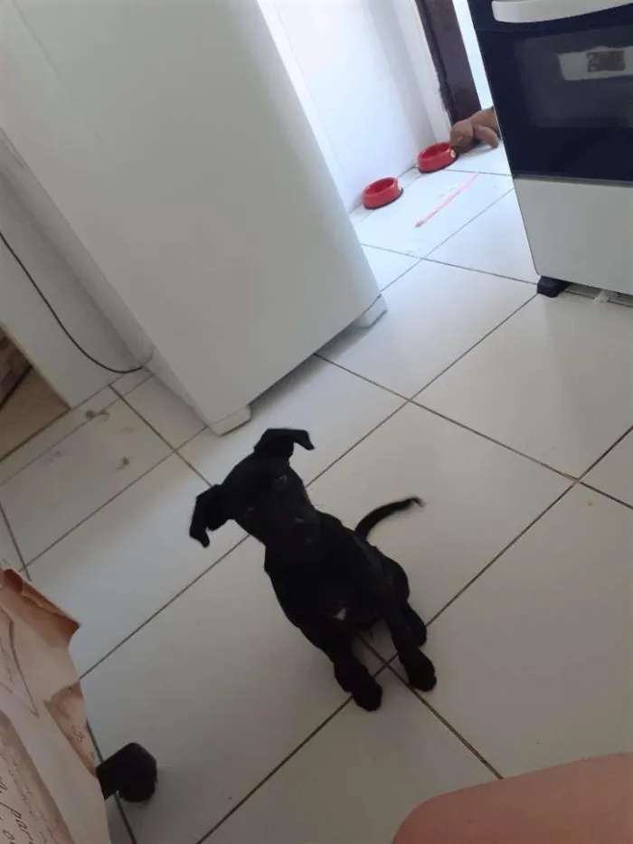 Cachorro raça  idade 2 a 6 meses nome LUNA