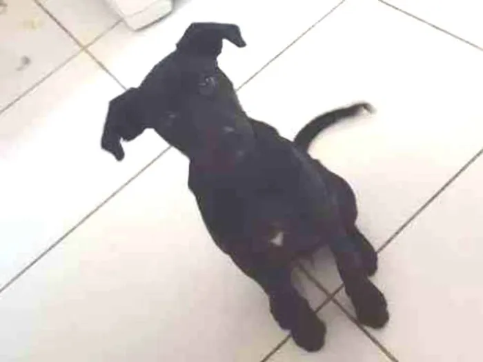 Cachorro raça  idade 2 a 6 meses nome LUNA