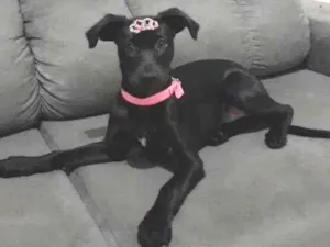 Cachorro raça  idade 2 a 6 meses nome LUNA