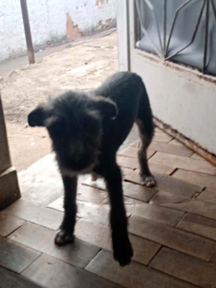 Cachorro raça Viralata idade 2 a 6 meses nome Pretinha/Benjamin