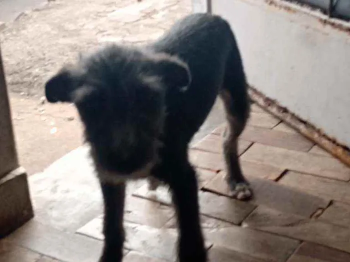 Cachorro raça Viralata idade 2 a 6 meses nome Pretinha/Benjamin