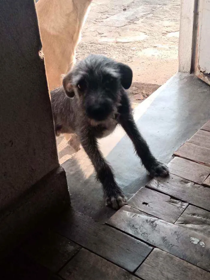 Cachorro raça Viralata idade 2 a 6 meses nome Pretinha/Benjamin