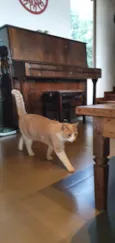 Elvis