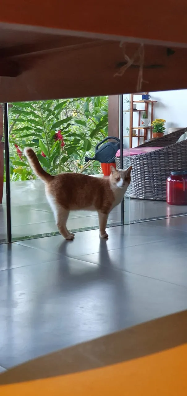 Gato ra a SRD-ViraLata idade 2 anos nome Elvis