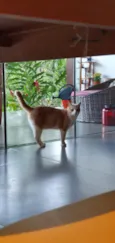 Elvis