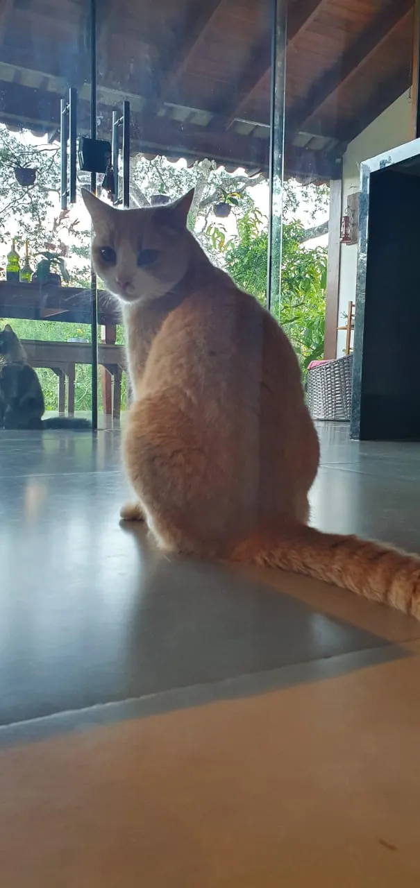 Gato ra a SRD-ViraLata idade 2 anos nome Elvis