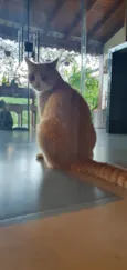 Elvis